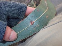 Eriococcus coriaceus