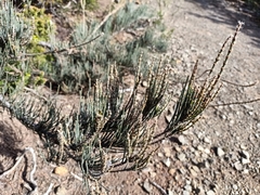 Allocasuarina crassa