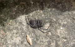 Latrodectus mirabilis