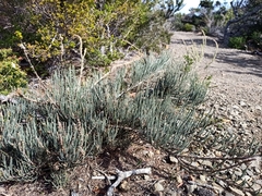 Allocasuarina crassa