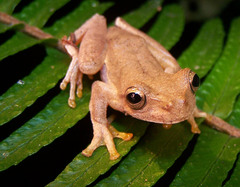 Ptychohyla euthysanota