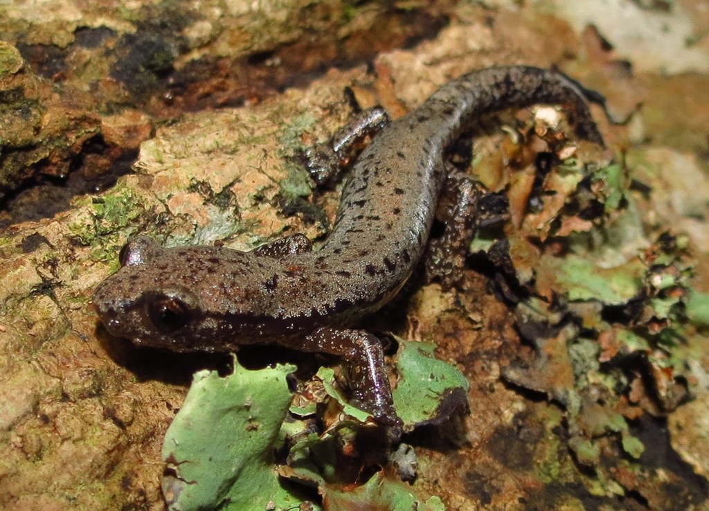 Holy-Mountain Salamander