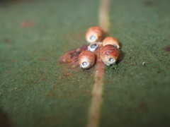 Eriococcus coriaceus