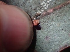 Eriococcus coriaceus