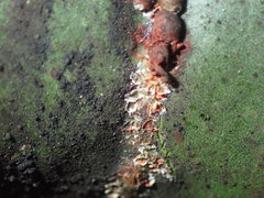 Eriococcus coriaceus