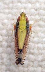 Scaphytopius elegans