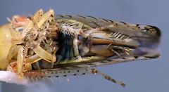 Scaphytopius elegans