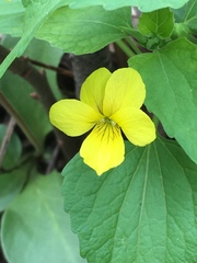 Viola lobata
