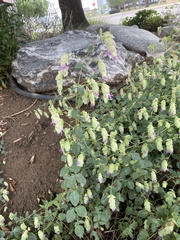 Origanum libanoticum