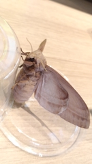 Lebeda nobilis