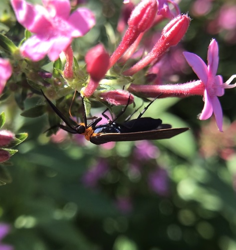 Yellow-collared scape moth