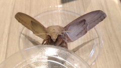 Lebeda nobilis