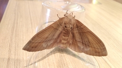 Lebeda nobilis