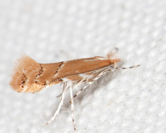 Cremastobombycia solidaginis