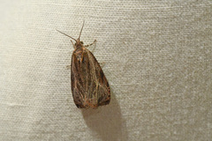 Olethreutes quadrifidum