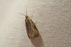 Olethreutes quadrifidum
