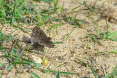 Viola alicus