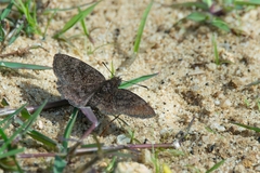 Viola alicus