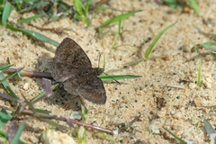 Viola alicus