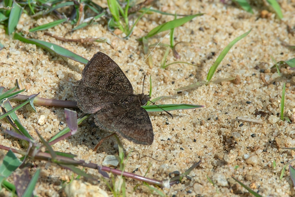 Viola alicus