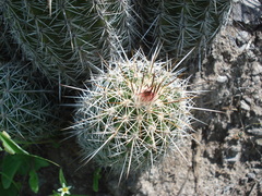 Echinocereus stolonifer tayopensis