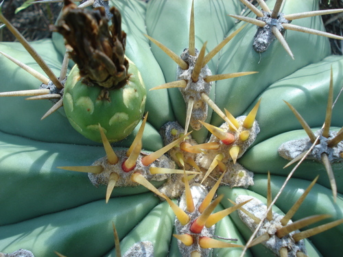 Ferocactus pottsii