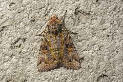 Anaplectoides pressus