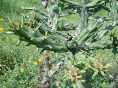 Cylindropuntia thurberi
