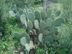 Opuntia leucotricha