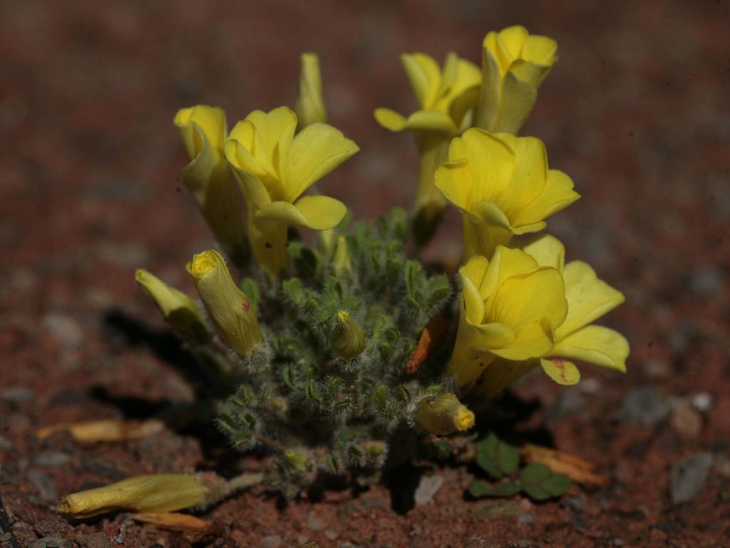 Oxalis argillacea