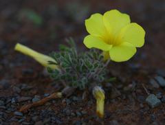 Oxalis argillacea