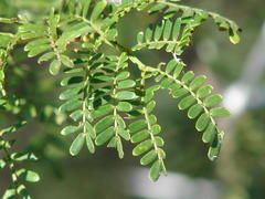 Vachellia karroo