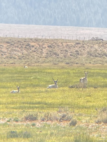 Pronghorn photographed in Idaho