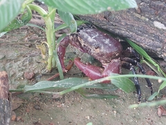 Brachyura