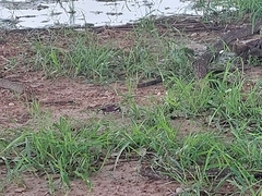 Brachyura