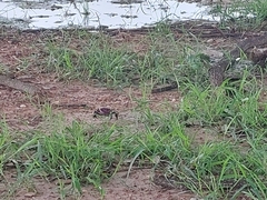 Brachyura
