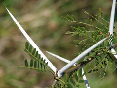 Vachellia karroo