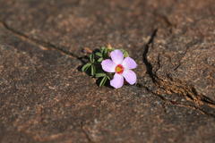 Oxalis callosa