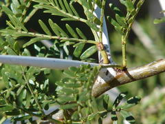 Vachellia karroo