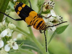 Megacyllene decora