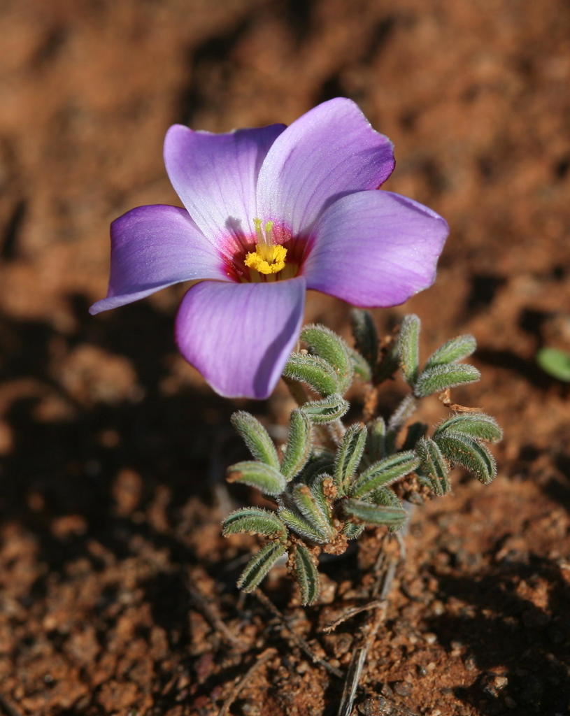 Oxalis callosa