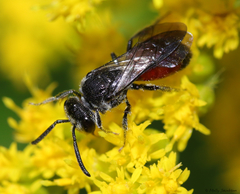 Sphecodes heraclei heraclei