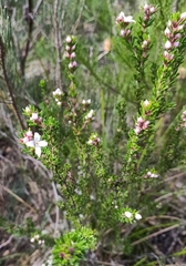 Boronia pilosa