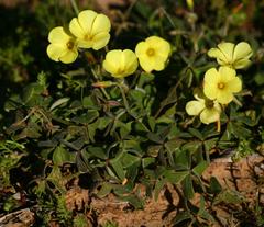 Oxalis pes-caprae sericea