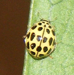 Psyllobora variegata