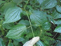 Piper capense capense