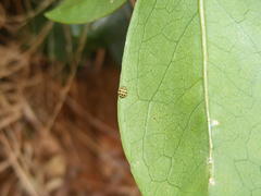 Psyllobora variegata