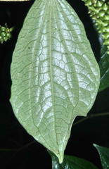 Piper capense capense