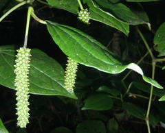 Piper capense capense