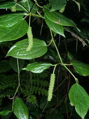 Piper capense capense